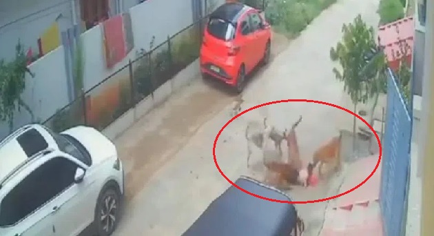 سنگاریڈی : گھر کے باہر کھیل رہے بچے پر آوارہ کتوں کا حملہ